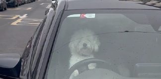 Vlasnik je ostavio pse u automobilu, no njihova reakcija je sve iznenadila