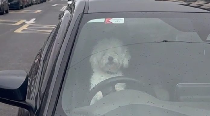 Vlasnik je ostavio pse u automobilu, no njihova reakcija je sve iznenadila