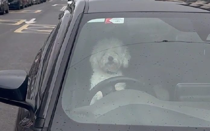 Vlasnik je ostavio pse u automobilu, no njihova reakcija je sve iznenadila