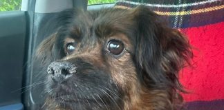 Otkriveno što je s psom Maxom koji je u tragediji u Velikoj Gorici izgubio obitelj Otkriveno što je s psom Maxom koji je u tragediji u Velikoj Gorici izgubio obitelj