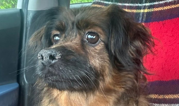 Otkriveno što je s psom Maxom koji je u tragediji u Velikoj Gorici izgubio obitelj