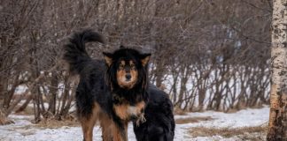 Mislili su da su udomili psa, ali kako je rastao i postajao teži šokiralo ih je otkriće