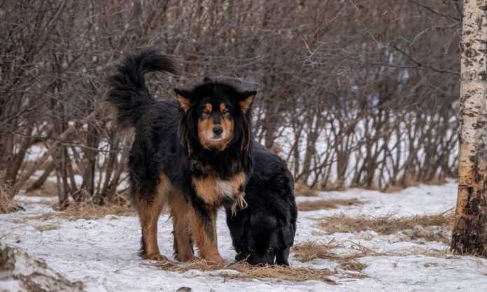 Mislili su da su udomili psa, ali kako je rastao i postajao teži šokiralo ih je otkriće