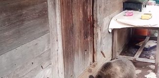 Medvjedić je za Uskrs iznenadio obitelj blizu Plitvica