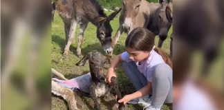 Malena Anđelija je svojim potezom sve oduševila: Pomogla magarcu Joci da dođe na svijet Malena Anđelija je svojim potezom sve oduševila: Pomogla magarcu Joci da dođe na svet