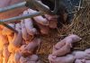 Veterinari u šoku: Ovo na slici što vidite NIJE SVE!