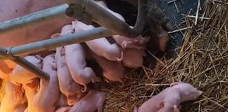 Veterinari u šoku: Ovo na slici što vidite NIJE SVE!