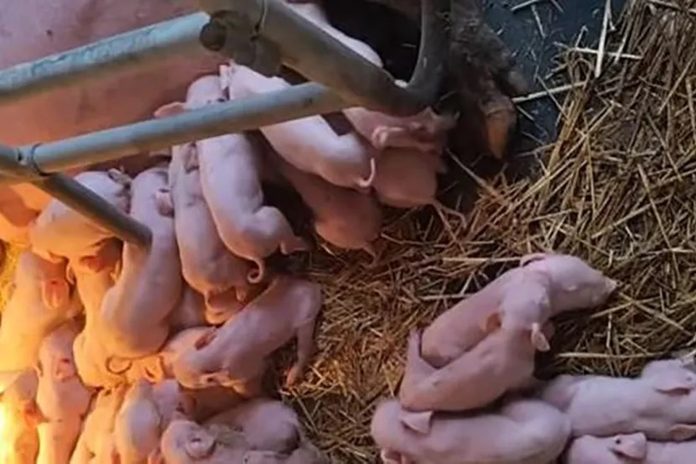 Veterinari u šoku: Ovo na slici što vidite NIJE SVE!