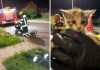 Vatrogasci izvukli mačića iz kanalizacije u Međimurju, akcija je trajala dva sata Vatrogasci izvukli mačića iz kanalizacije u Međimurju, akcija je trajala dva sata