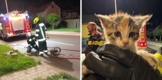 Vatrogasci izvukli mačića iz kanalizacije u Međimurju, akcija je trajala dva sata Vatrogasci izvukli mačića iz kanalizacije u Međimurju, akcija je trajala dva sata