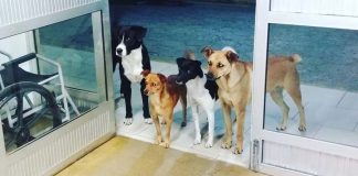 Četiri psa čekala ispred bolnice beskućnika koji se liječio unutra