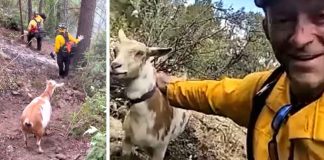 Vatrogasci na terenu dobili neočekivanu pomoć od koze
