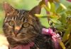 Mačka preživjela 40 dana izgubljena i sama u divljini Mačka preživjela 40 dana izgubljena i sama u divljini