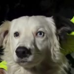 Od napuštenog šteneta do heroja: Nevjerojatna priča o Tsunamiju, psu iz azila koji je spasio 13 života nakon potresa u Venezueli Od napuštenog šteneta do heroja: Nevjerojatna priča o Tsunamiju, psu iz azila koji je spasio 13 života nakon potresa u Venezueli