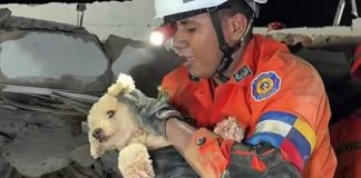 Pas izvučen živ nakon što je bio zarobljen osam dana pod ruševinama u Venezueli