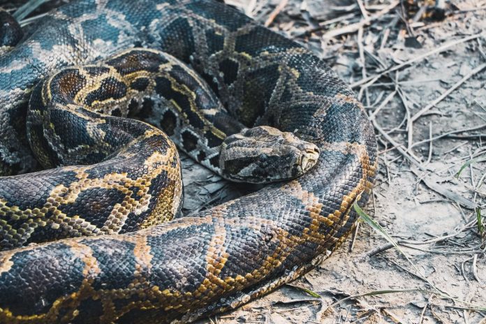 Piton od 7 metara ugušio i progutao muškarca