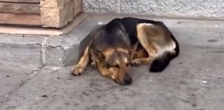 Pas je čekao 6 sati ispred trgovine, a obitelj se nije vratila