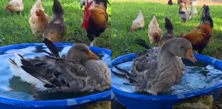 Guska upozorila usnulu obitelj na veliku opasnost koje nisu bili svjesni