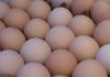 Zbog salmonele povlače se jaja domaćih proizvođača