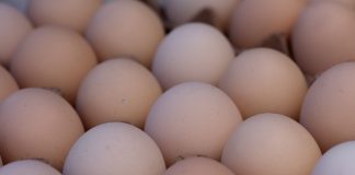 Zbog salmonele povlače se jaja domaćih proizvođača