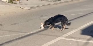Snimka psa koji je spasio mače raznježila je gledatelje diljem svijeta