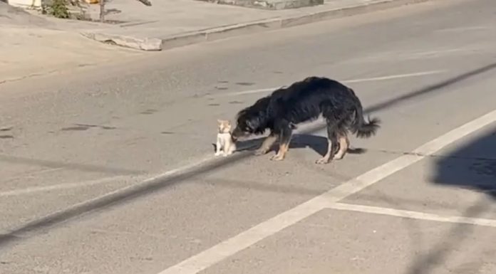 Snimka psa koji je spasio mače raznježila je gledatelje diljem svijeta