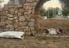 Oskvrnut kip Marije, Crkva moli za obraćenje nasilnika