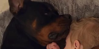 Ako volite pse, ove snimke morate pogledati: Njihove nježne reakcije oduševile su mnoge Ako volite pse, ove snimke morate pogledati: Njihove nježne reakcije oduševile su mnoge
